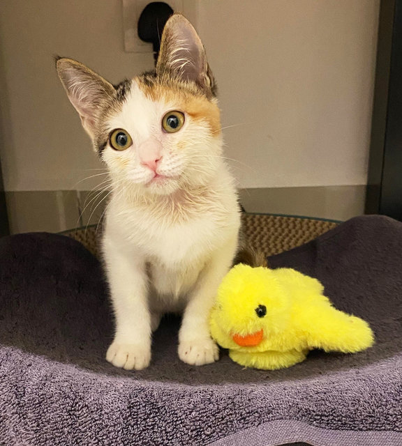 Salma, A Bubbly &amp; Curious Gal - Calico Cat