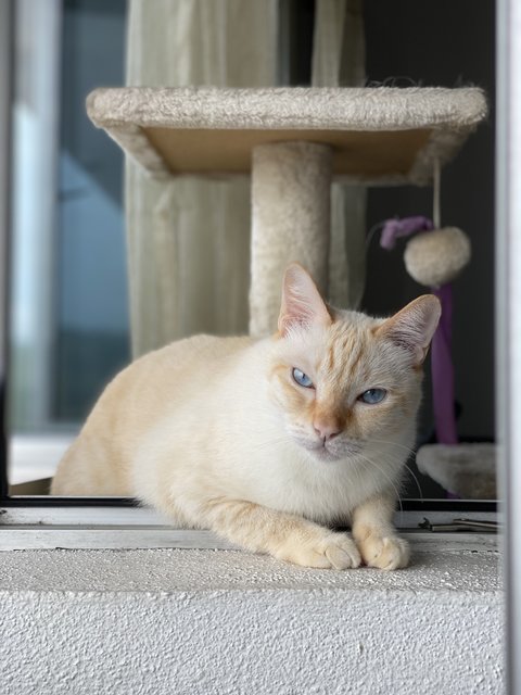 Olaf - Domestic Short Hair Cat