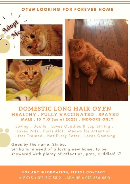 Fluffy Oyen : Simba - Domestic Long Hair + Tabby Cat