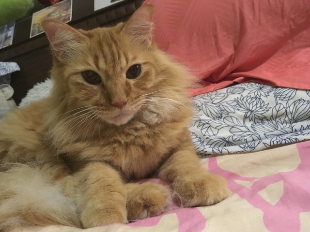 Fluffy Oyen : Simba - Domestic Long Hair + Tabby Cat