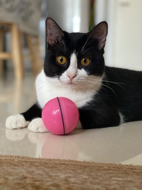 Rocky - British Shorthair + Domestic Short Hair Cat