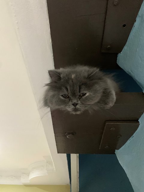 Bella - Persian Cat