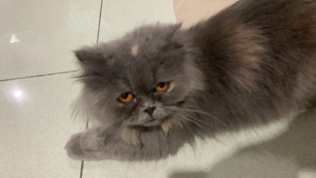 Bella - Persian Cat