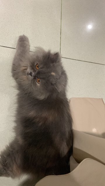 Bella - Persian Cat