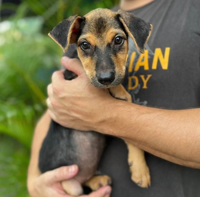 Tj - Mixed Breed Dog