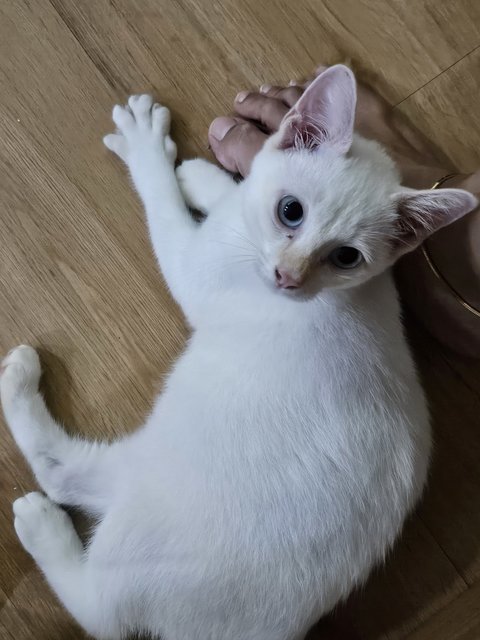 Lemony And Milky - Domestic Short Hair Cat