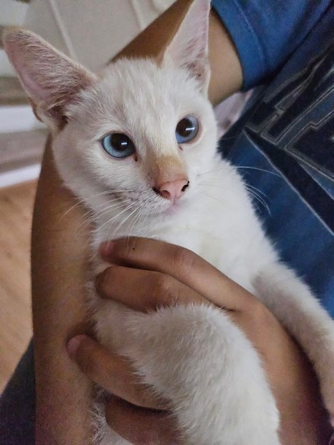 Lemony And Milky - Domestic Short Hair Cat