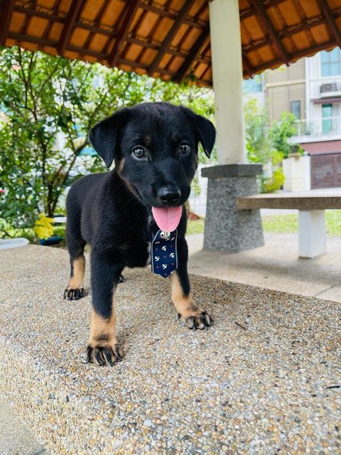 Daniel - Labrador Retriever Mix Dog