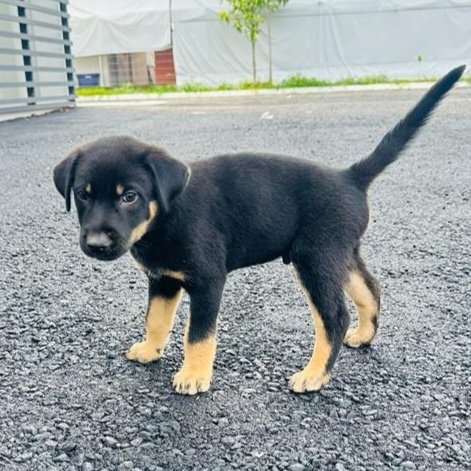 Luna.  - Labrador Retriever Mix Dog