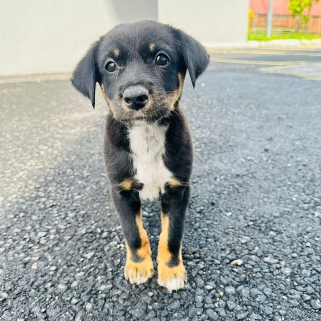 Luna.  - Labrador Retriever Mix Dog