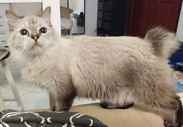 Sundae - Domestic Medium Hair Cat