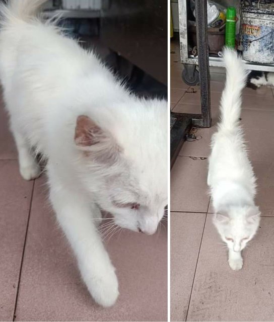 White Dlh - Domestic Long Hair Cat