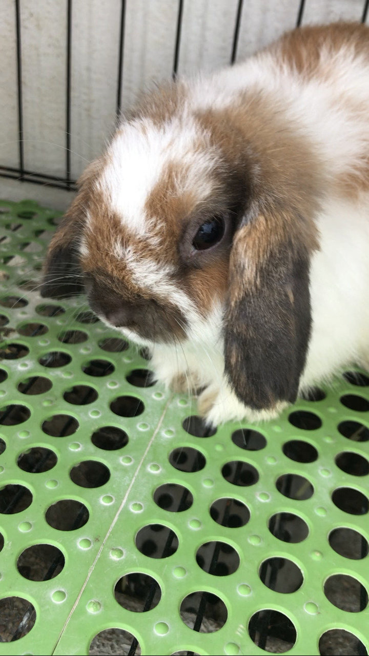 Coco - Holland Lop Rabbit