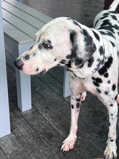 Marshall - Dalmatian Dog