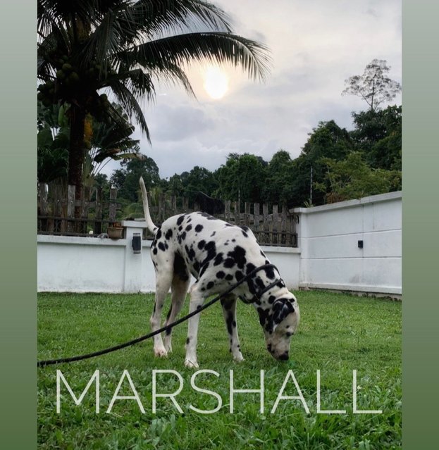 Marshall - Dalmatian Dog