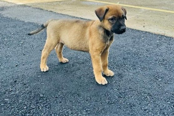 Shilo - Anatolian Shepherd Mix Dog