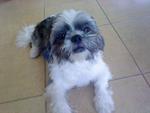 Teddy - Shih Tzu Dog