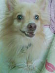 Toodie - Pomeranian Dog