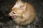 Toodie - Pomeranian Dog