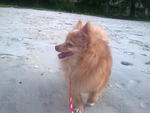 Toodie - Pomeranian Dog