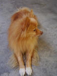 Toodie - Pomeranian Dog