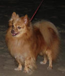 Toodie - Pomeranian Dog