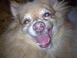 Toodie - Pomeranian Dog