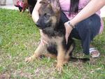 PF12807 - German Shepherd Dog Dog