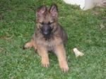 PF12807 - German Shepherd Dog Dog