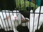 PF12812 - Lop Eared + Angora Rabbit Rabbit