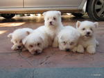 West Highland White Terrier - West Highland White Terrier Westie Dog