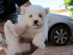 West Highland White Terrier - West Highland White Terrier Westie Dog