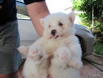 West Highland White Terrier - West Highland White Terrier Westie Dog