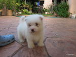 West Highland White Terrier - West Highland White Terrier Westie Dog