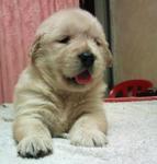 Championline Goldenretrieverpuppies - Golden Retriever Dog