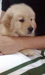 Championline Goldenretrieverpuppies - Golden Retriever Dog