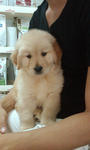 Championline Goldenretrieverpuppies - Golden Retriever Dog