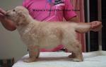 Championline Goldenretrieverpuppies - Golden Retriever Dog