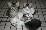 Tiger, Snowy, Mizzi, Rosie - Domestic Short Hair Cat