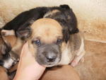 Male Puppy 01 - Mixed Breed Dog