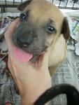 Urgent: Male Puppy 02 - Mixed Breed Dog