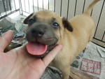 Urgent: Male Puppy 02 - Mixed Breed Dog