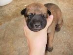 Urgent: Female Puppy 02 - Mixed Breed Dog