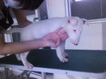 Standard Bull Terrier Imported - Bull Terrier Dog