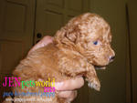 Toy Poodle Puppies-pure Home Breed - Poodle Dog