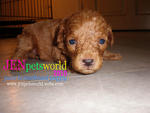 Toy Poodle Puppies-pure Home Breed - Poodle Dog