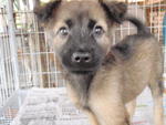 Little Joy - German Shepherd Dog Mix Dog