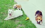 Relaxing with friends, rawhides are yum!