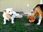 Resting like the refined lady she is while her beagle friend kaypos around with her nose :o)