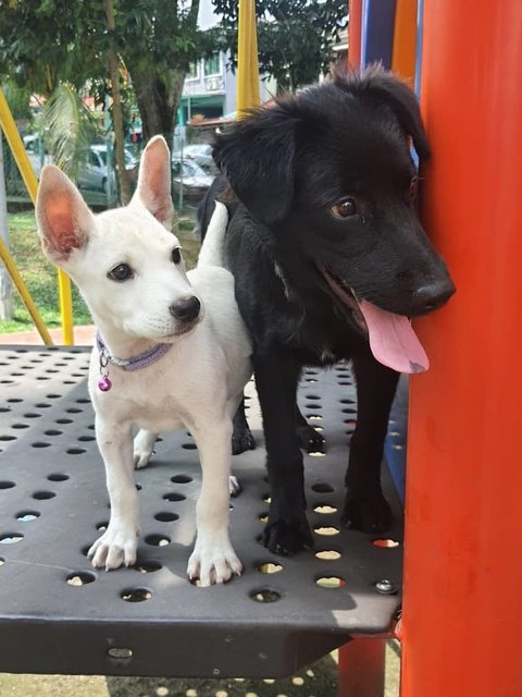 Teddy, - Labrador Retriever Mix Dog